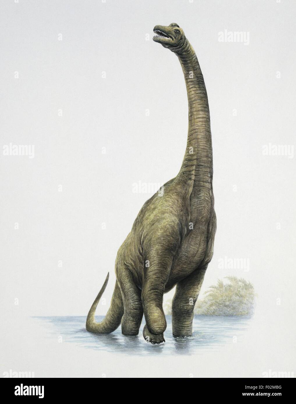 Paléozoologie - Jurassique - Dinosaures - Ultrasauros (art Par Peter David Scott) Banque D'Images