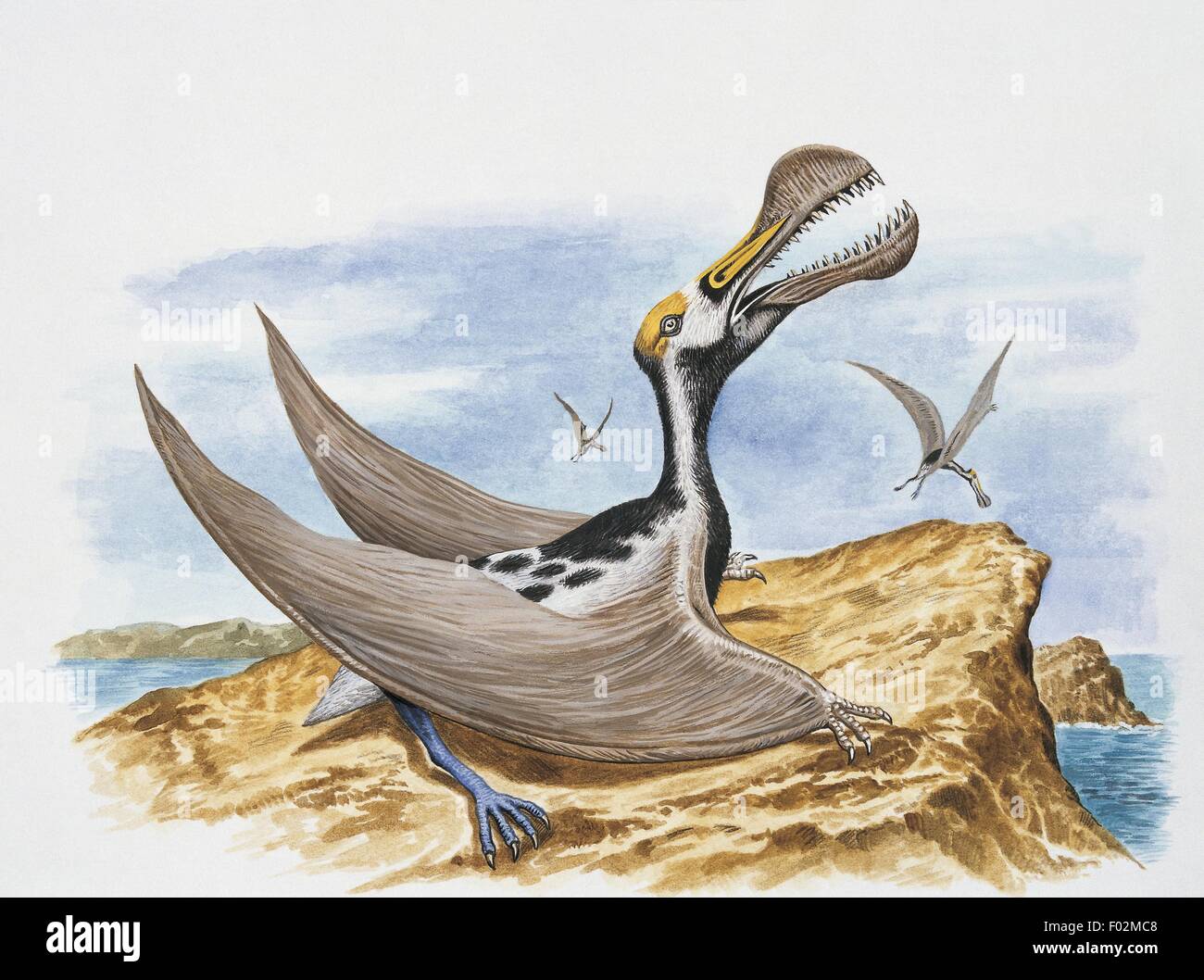 Paléozoologie - Crétacé - Tropeognathus (art par Philip Hood) Banque D'Images