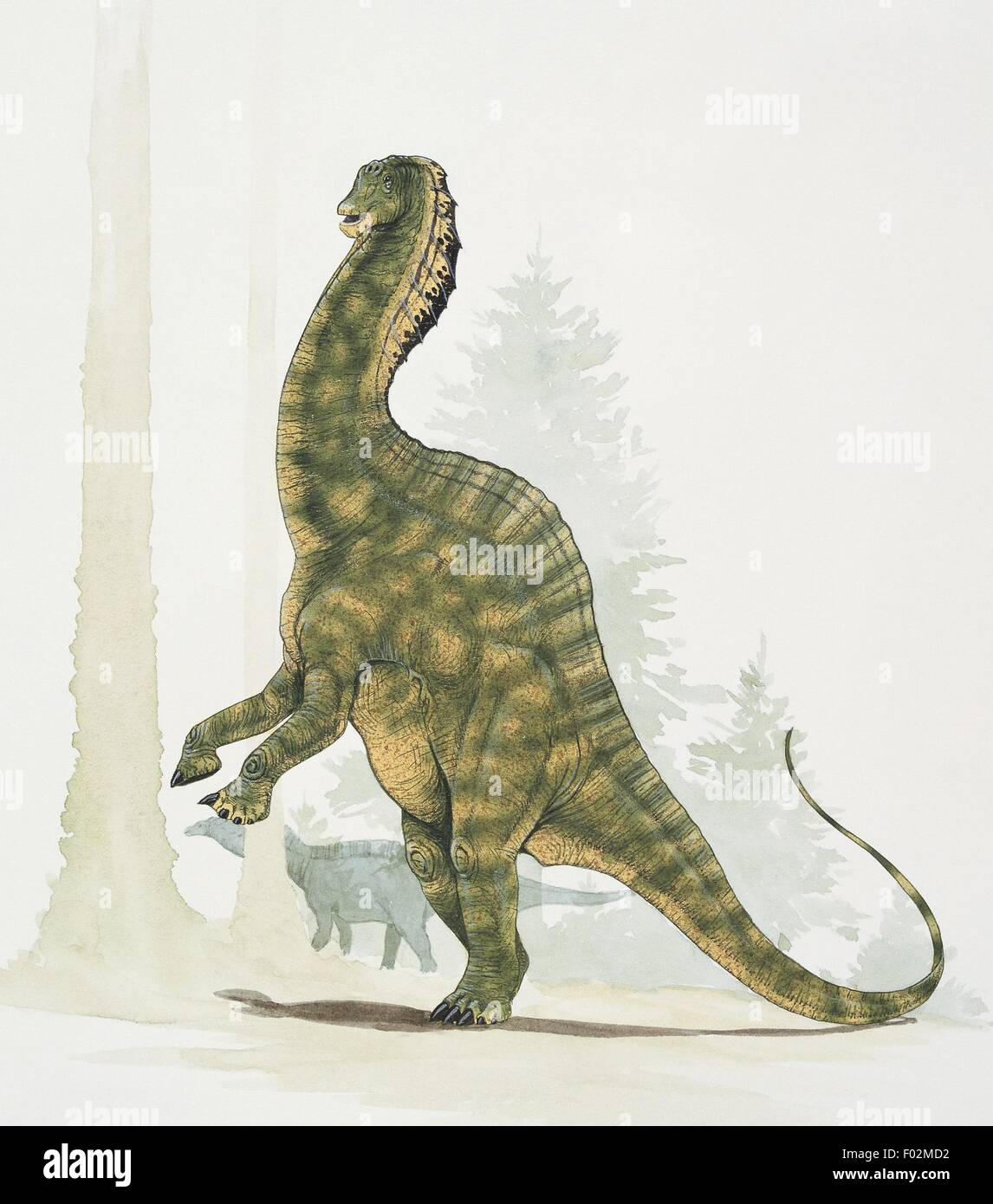 Paléozoologie - Crétacé - Armargasaurus (art par Graham Rosewarne) Banque D'Images