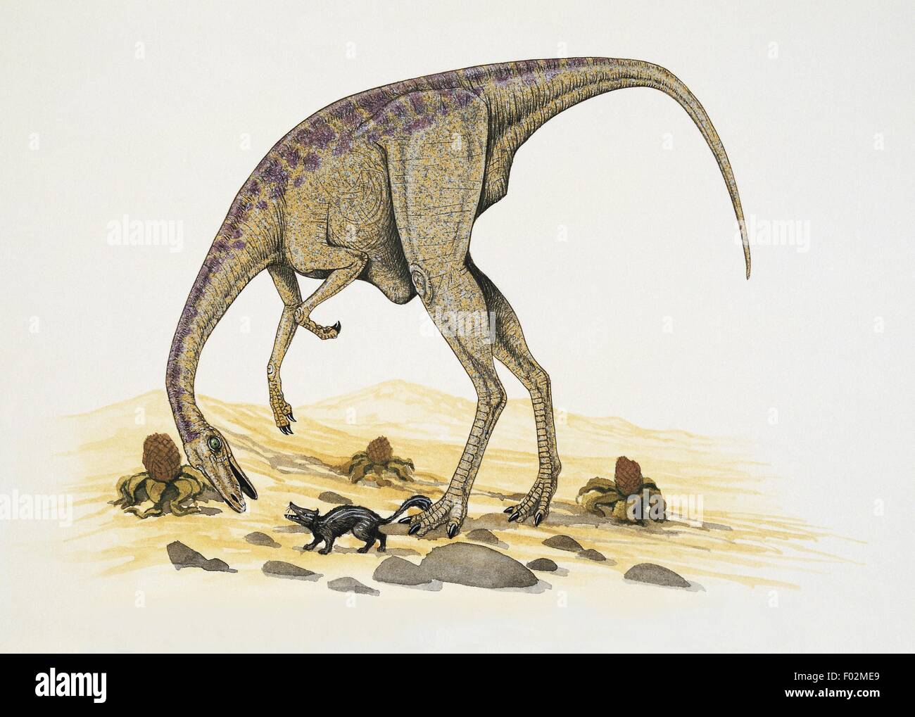 Paléozoologie - Crétacé - Dinosaures - Archaeornithomimus (art par Graham Rosewarne) Banque D'Images