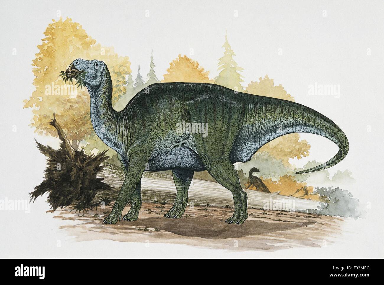Paléozoologie - Crétacé - Dinosaures - Shantungosaurus (art par Graham Rosewarne) Banque D'Images