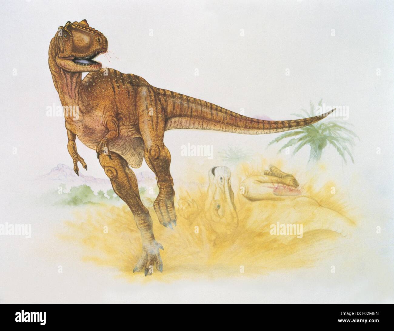 Paléozoologie - Crétacé - Dinosaures - Albertosaurus (art par Graham Rosewarne) Banque D'Images