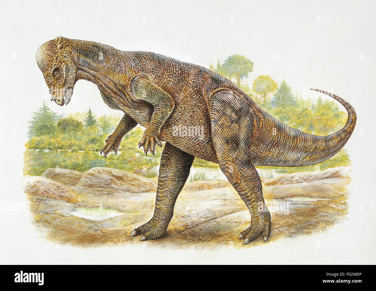 Paléozoologie - Crétacé - Dinosaures - Pachycephalosaurus (art par Ray Burrows) Banque D'Images