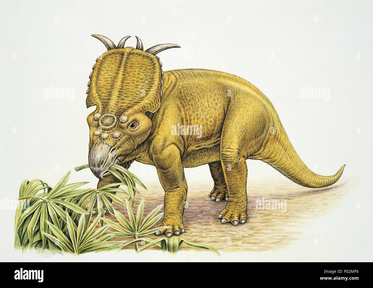 Paléozoologie - Crétacé - Dinosaures - Pachyrhinosaurus (art par Ryz Hajdul) Banque D'Images