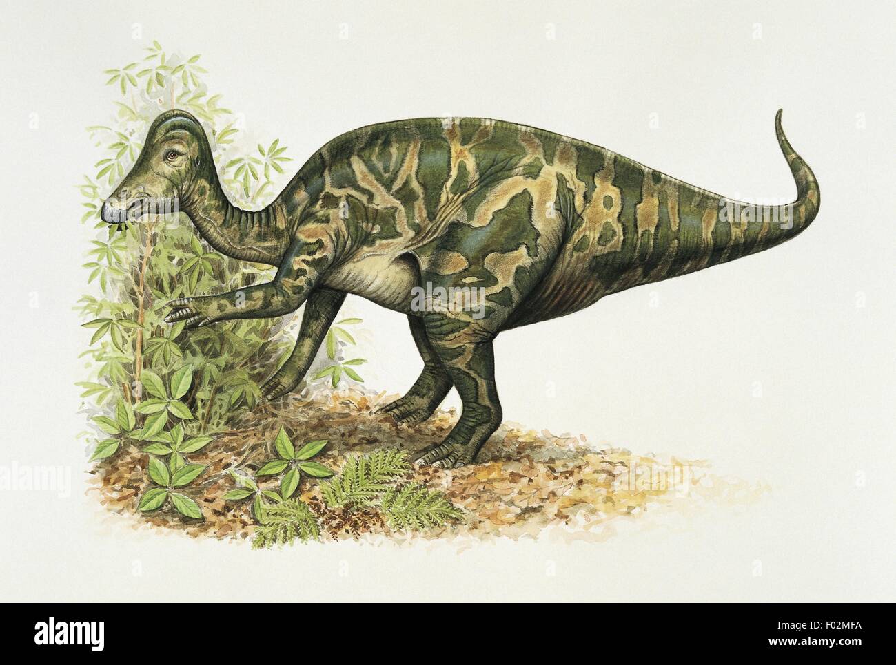 Paléozoologie - Crétacé - Dinosaures - Hypacrosaurus (art par Wayne Ford) Banque D'Images