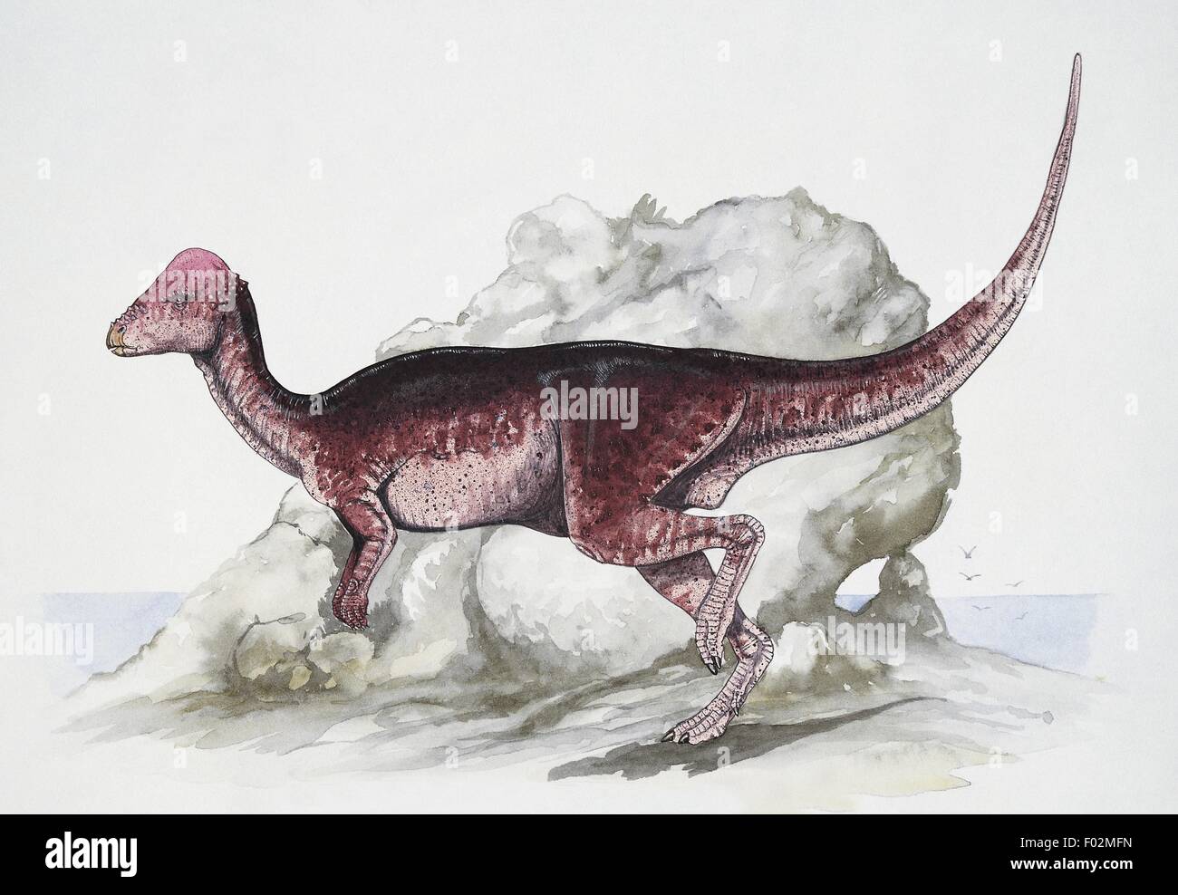 Paléozoologie - Crétacé - Dinosaures - Majungatholus (art par Graham Roswarne) Banque D'Images