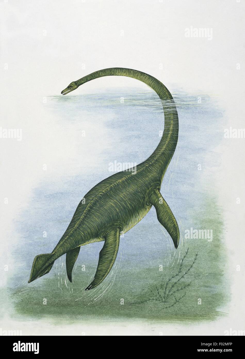 Paléozoologie - Crétacé - Reptiles - Elasmosaurus (art par Edwina Goldstone) Banque D'Images