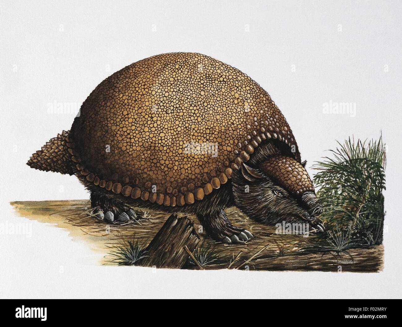 Paléozoologie - Pléistocène - Glyptodon (art par Edwina Goldstone) Banque D'Images