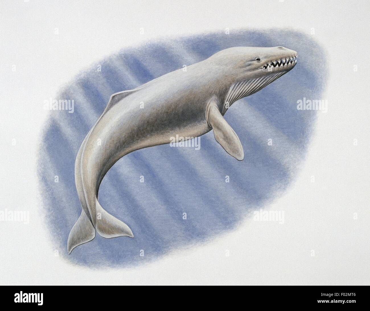 Paléozoologie - Oligocène - Mammalodon (art par Simon Turvey) Banque D'Images
