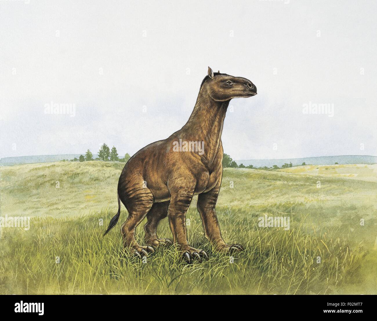 Paléozoologie - Miocène - Moropus (art par Tim Hayward) Banque D'Images