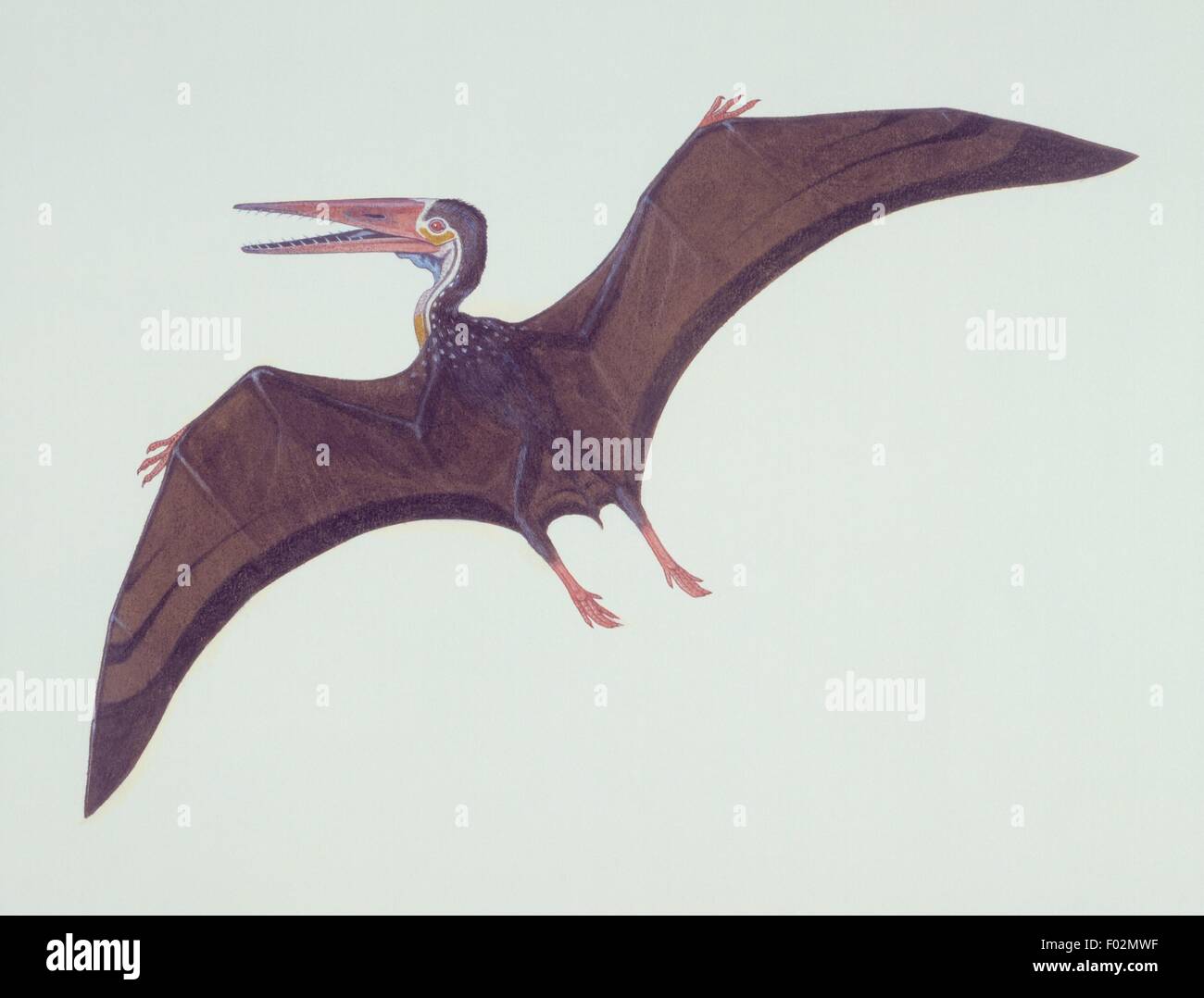 Paléozoologie - Trias/Crétacé - Pterosauro. Le travail d'art Banque D'Images