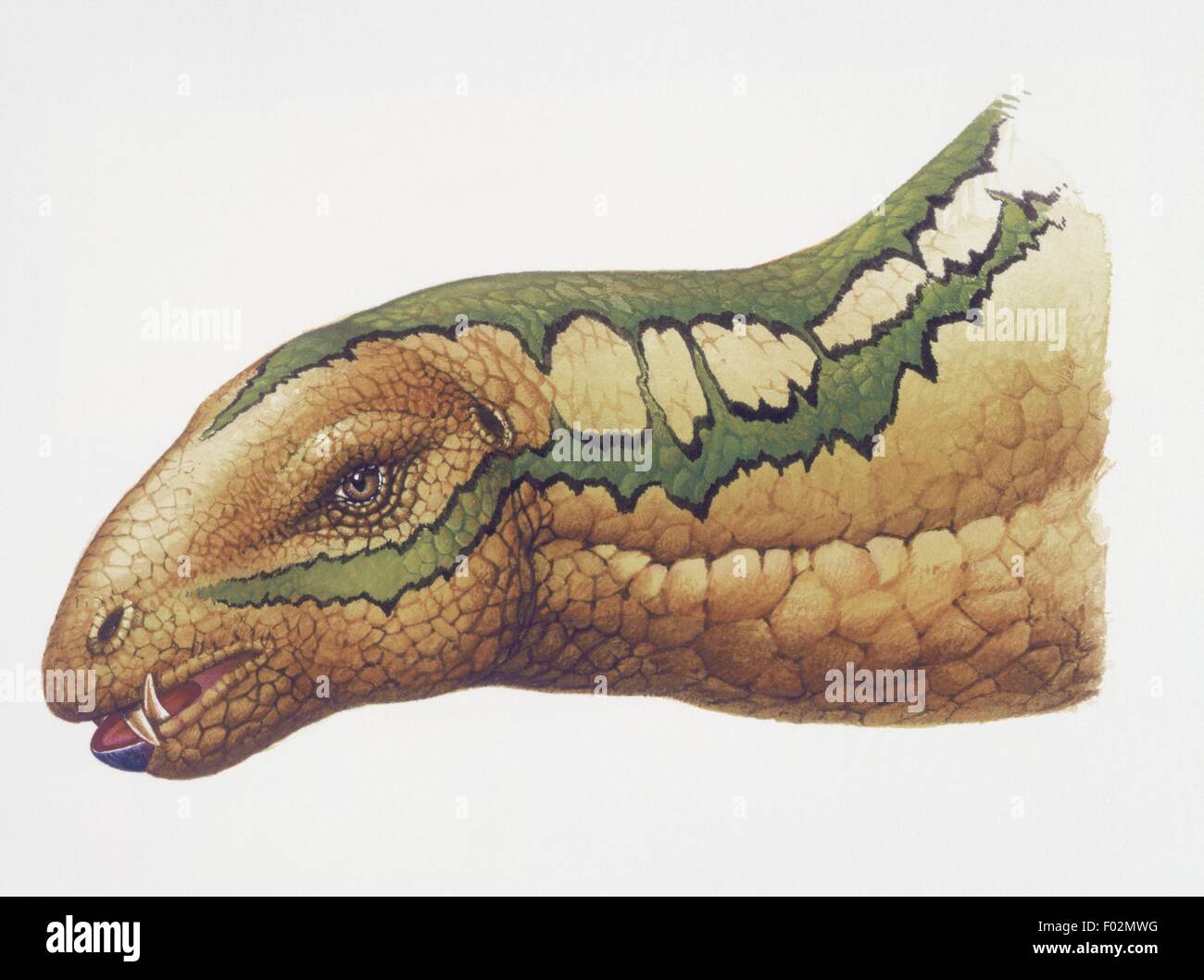 Paléozoologie - Jurassique - Heterodontosaurus. Le travail d'art Banque D'Images