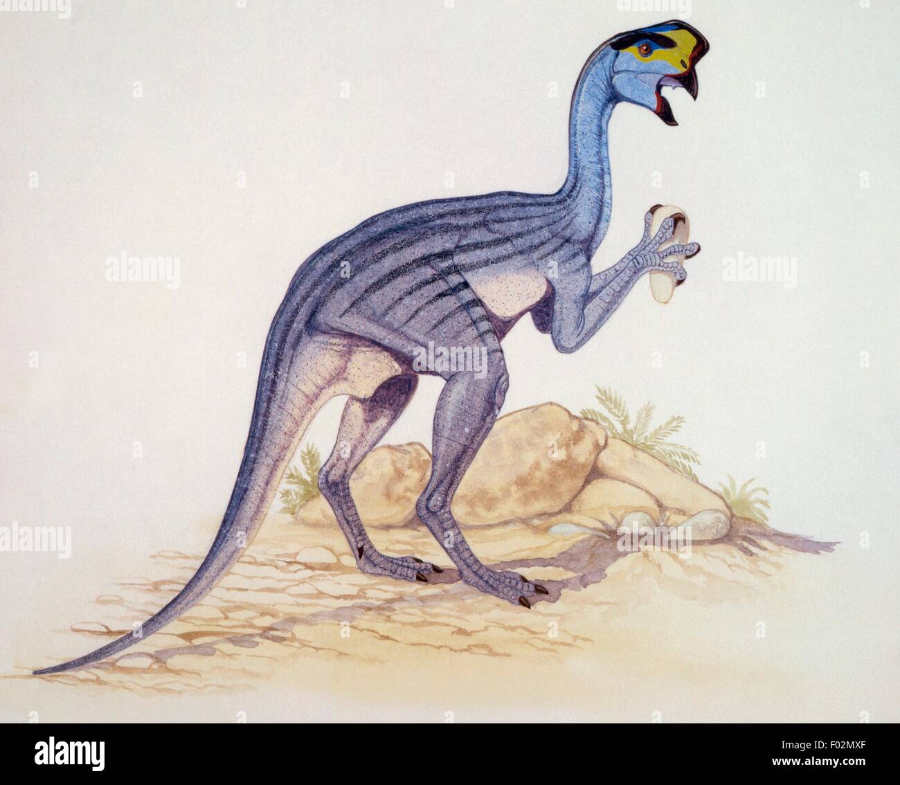 Oviraptor philoceratops, Oviraptoridae, fin du Crétacé. L'illustration. Banque D'Images