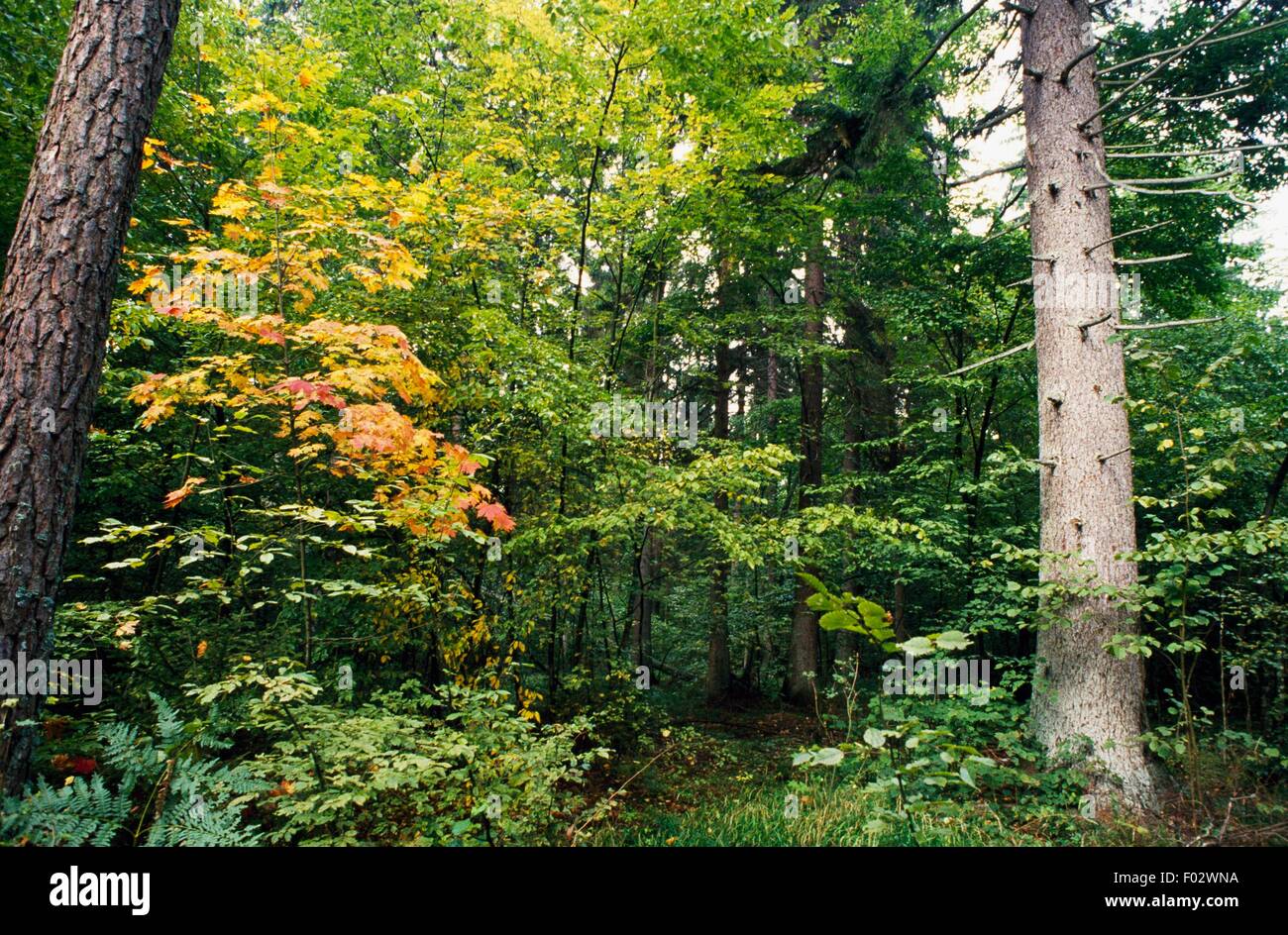 La végétation, le parc national de Bialowieza (Belovezhskaya Pushcha, Liste du patrimoine mondial de l'UNESCO, 1979, 1992), la Pologne. Banque D'Images