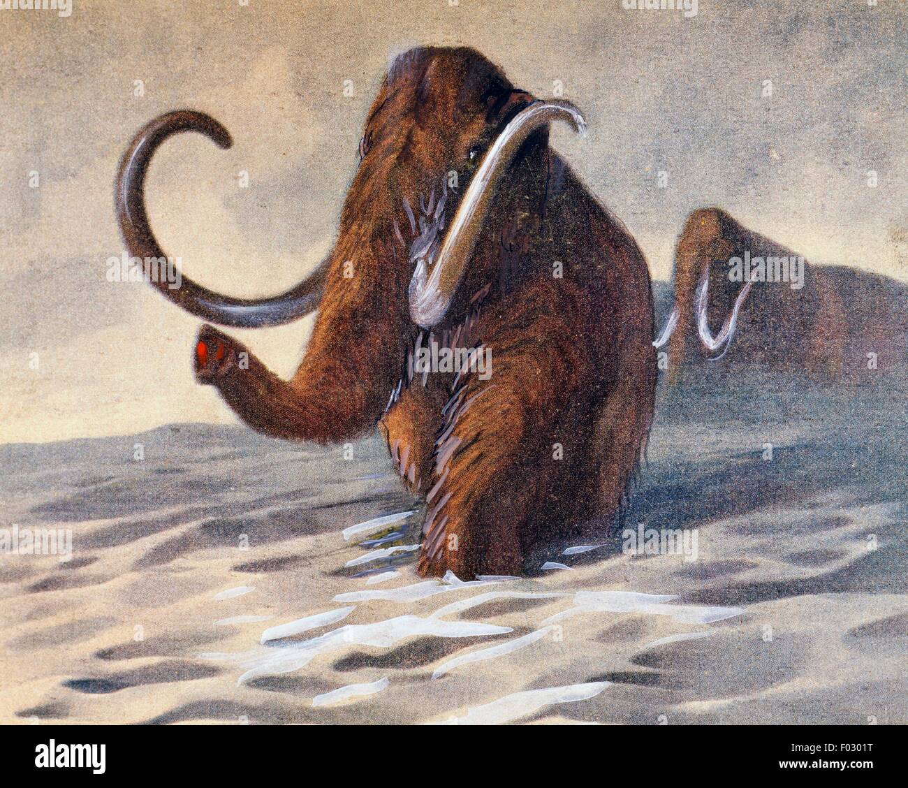 Mammouths, de l'âge de glace, la préhistoire animaux antédiluviens. Banque D'Images
