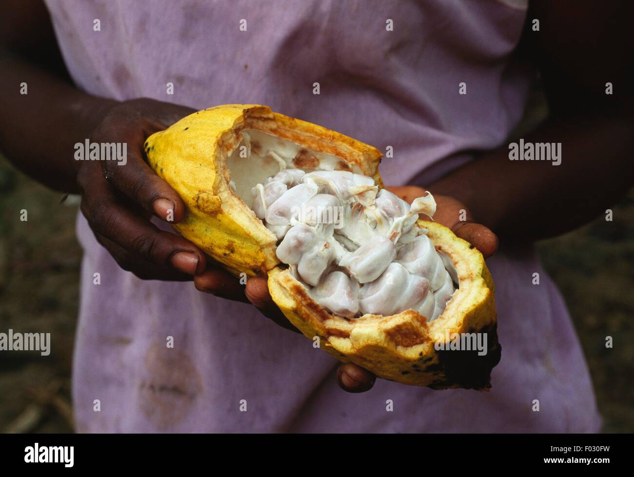 Fève de cacao, rocher d'Ako akas, Ebolowa, Cameroun. Banque D'Images