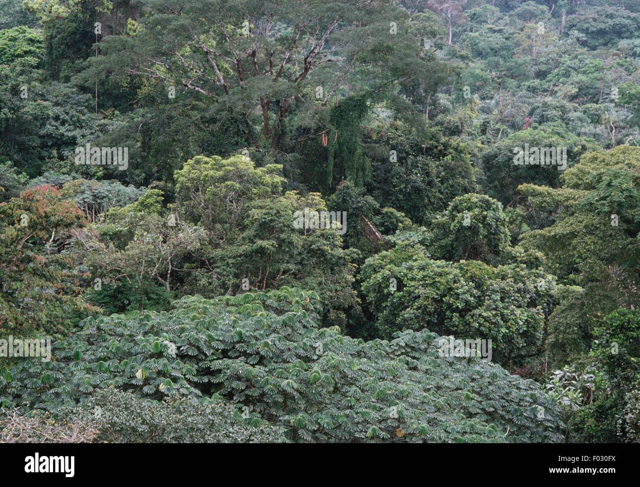 Dans la forêt du rocher de alantours'Ako akas, près d'Ebolowa, Cameroun. Banque D'Images