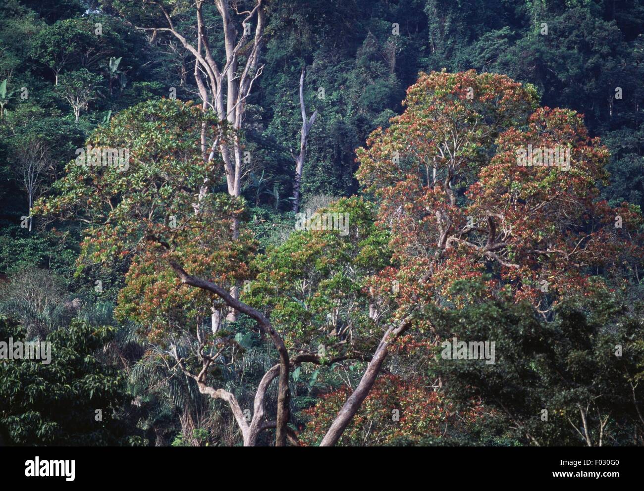 Arbres de la forêt tropicale, près de Nkongsamba, région du littoral, Cameroun. Banque D'Images