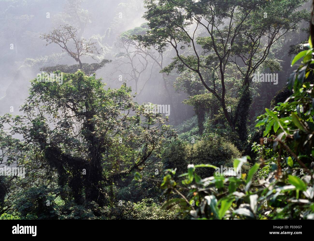 Forêt, Près de Nkongsamba, région du littoral, Cameroun. Banque D'Images
