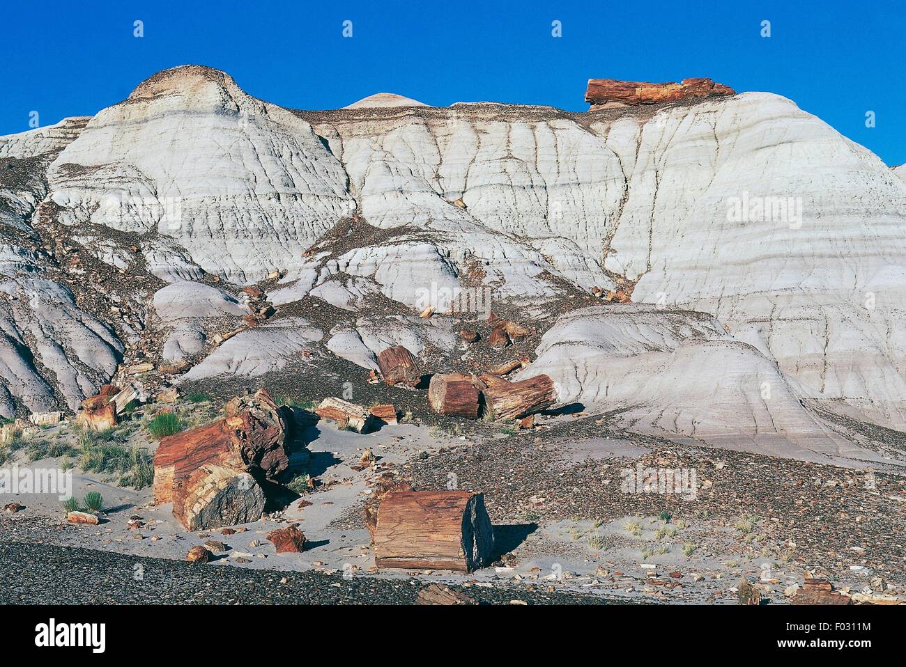 Les troncs pétrifiés, Blue Mesa, Parc National de la Forêt Pétrifiée, Arizona, États-Unis d'Amérique. Banque D'Images