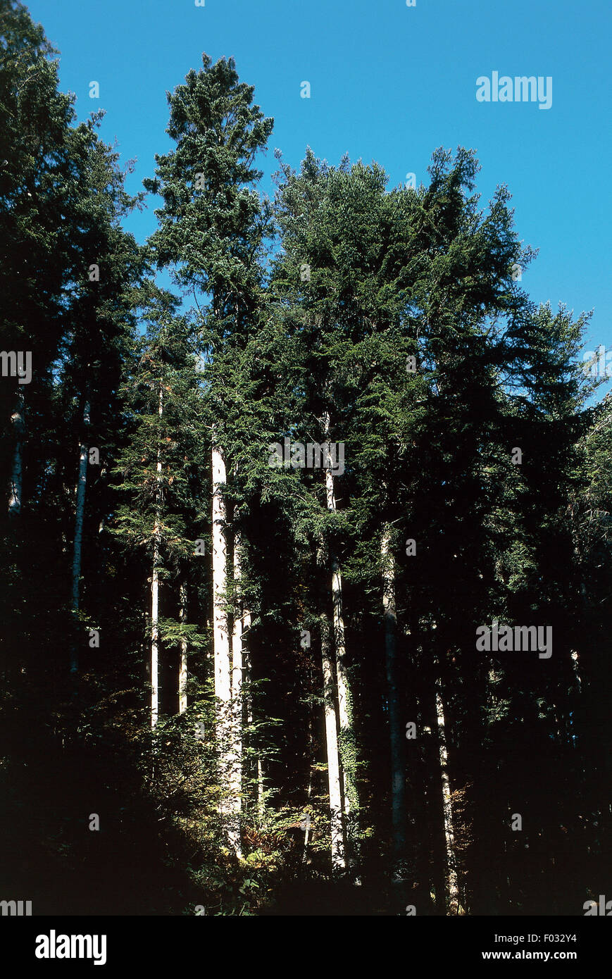 Sapin (Abies alba), Parc National de la forêt du Casentino, Monte Falterona et Campigna, Toscane et Emilia-Romagna, Italie. Banque D'Images