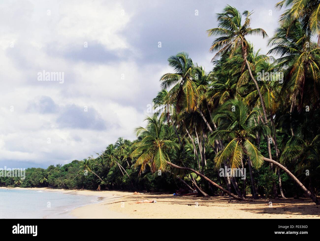 Les salines, la plage avec palmiers, Martinique, région d'outre-mer de la France. Banque D'Images