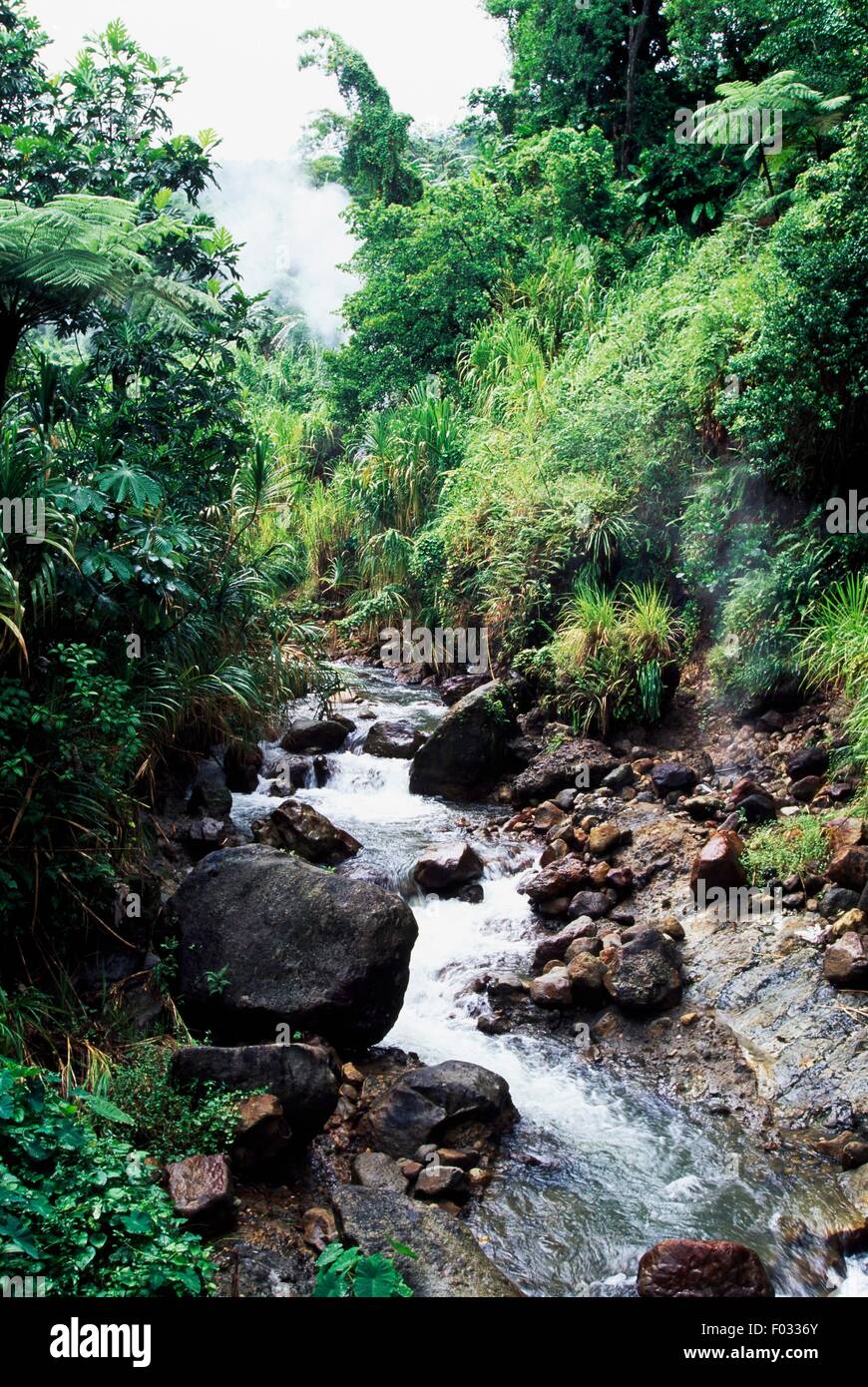 Forêt tropicale, Parc national du Morne Trois Pitons (Liste du patrimoine mondial de l'UNESCO, 1997), Dominique. Banque D'Images