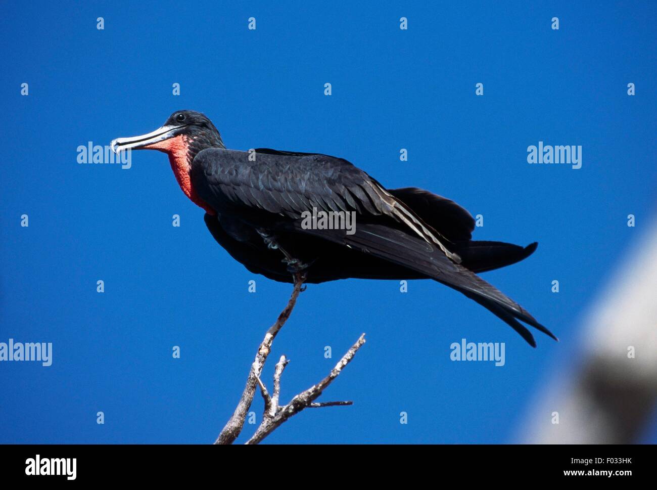 Magnifique Oiseau Frégate mâle (Fregata magnificens), Sian Ka'an (l'origine du ciel) Réserve de Biosphère (Liste du patrimoine mondial de l'UNESCO, 1987), Quintana Roo, Mexique. Banque D'Images