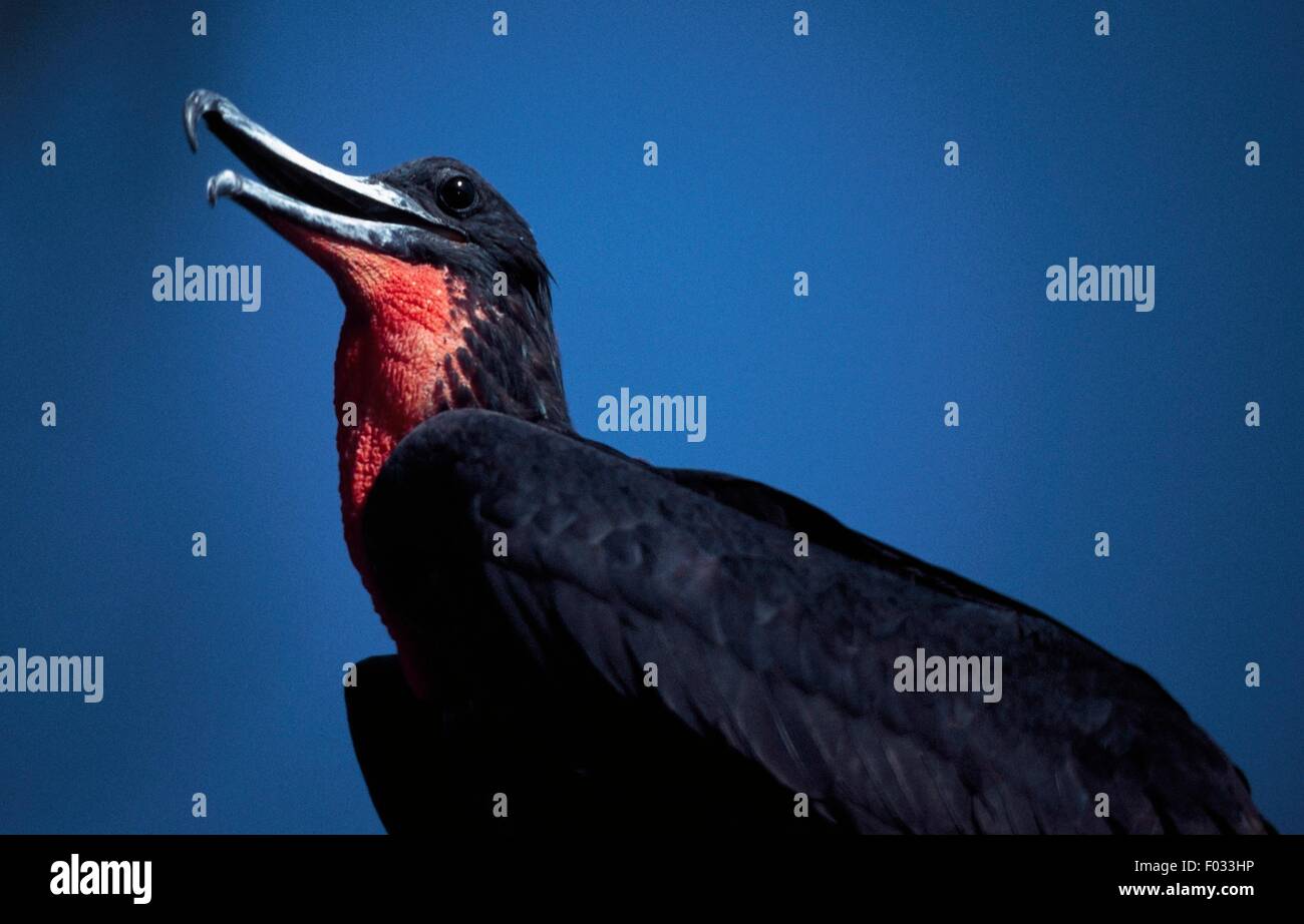 Magnifique Oiseau Frégate mâle (Fregata magnificens), Sian Ka'an (l'origine du ciel) Réserve de Biosphère (Liste du patrimoine mondial de l'UNESCO, 1987), Quintana Roo, Mexique. Banque D'Images