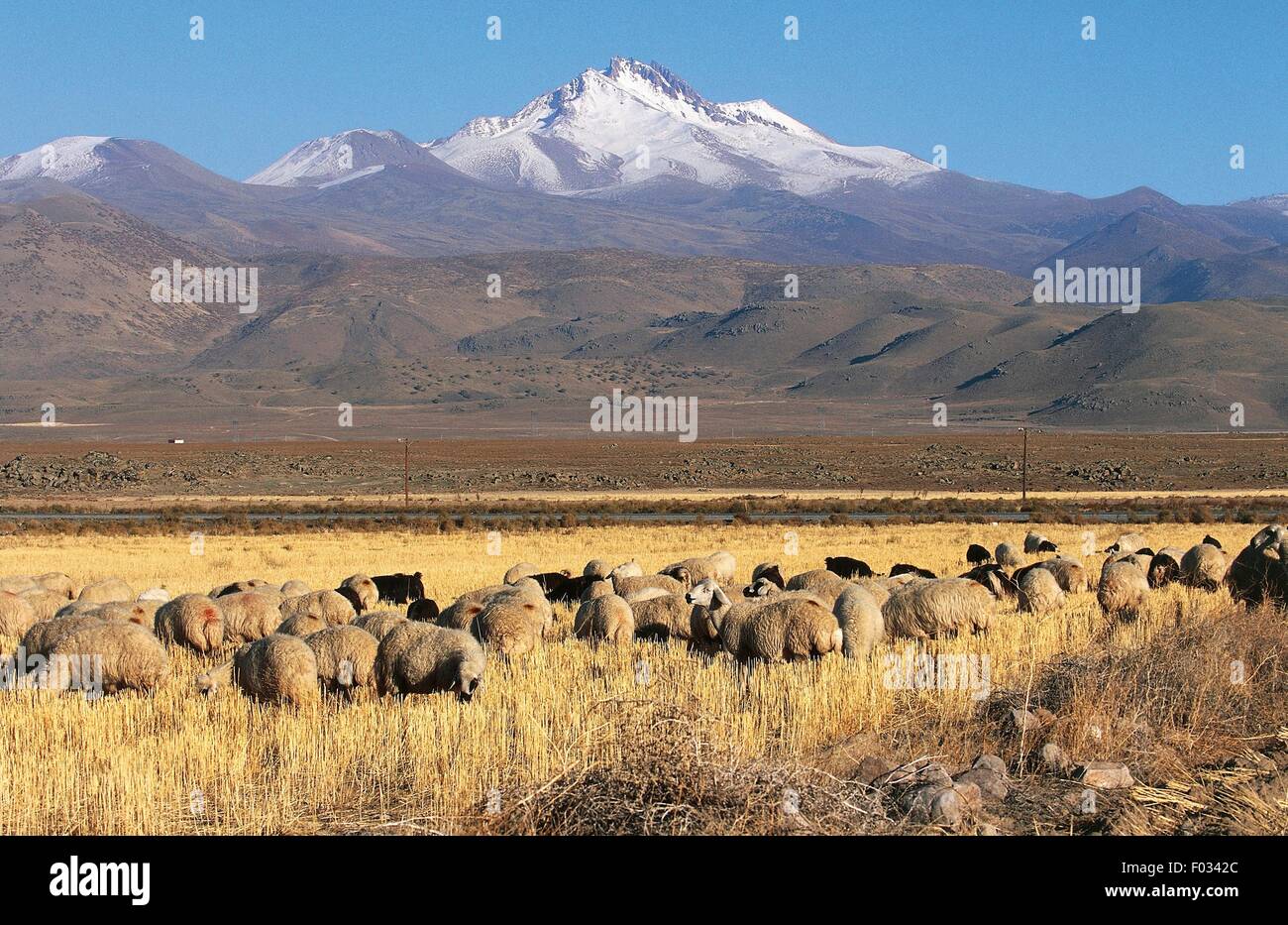 Le pâturage des moutons, les pentes du mont Erciyes Dagi Erciyes (), Cappadoce, Turquie. Banque D'Images