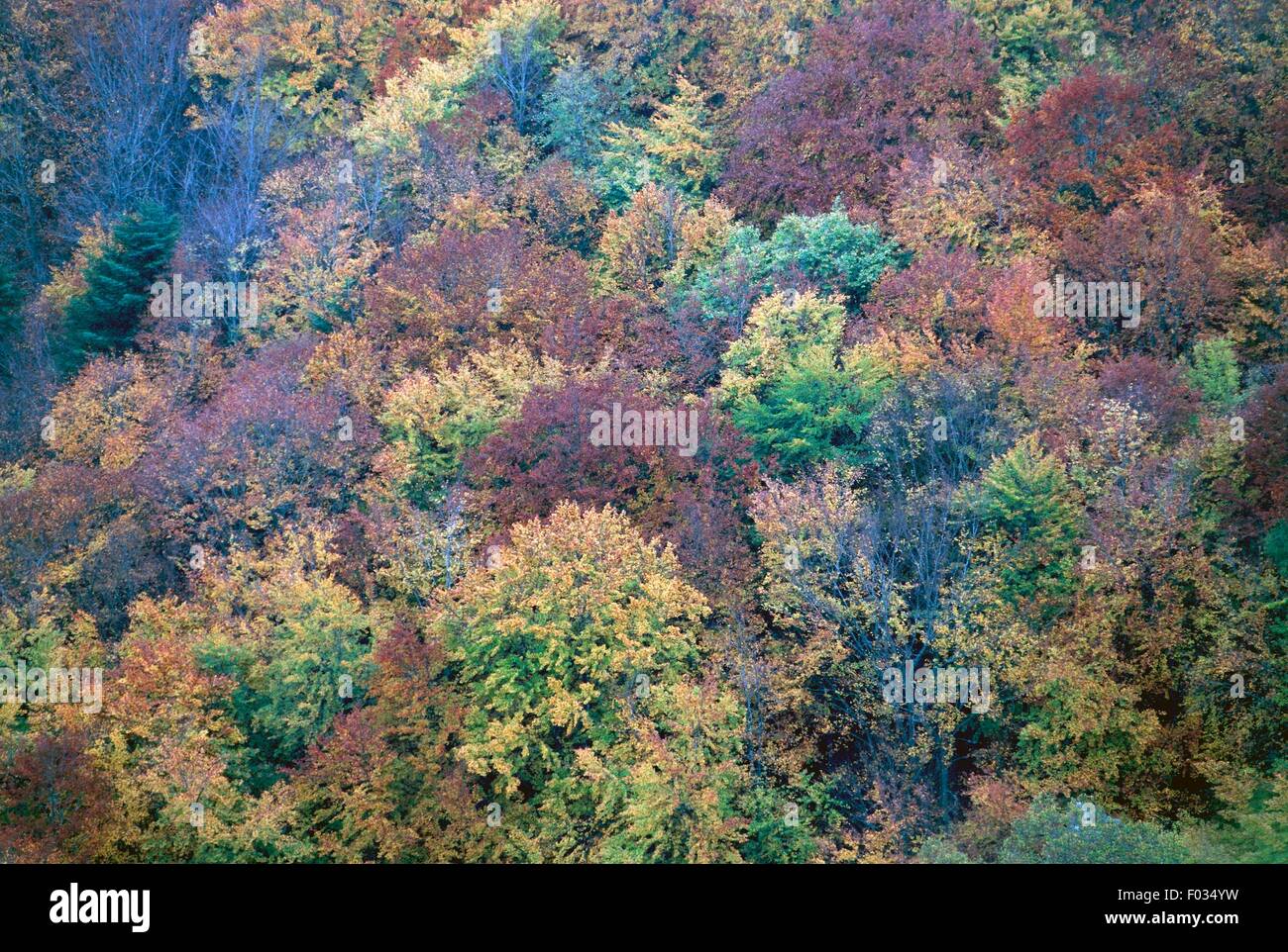 Paysage d'automne du Mont Penna de la Verna, Parc National des Forêts du Casentino, le Mont Falterona et Campigna, Toscane, Italie. Banque D'Images