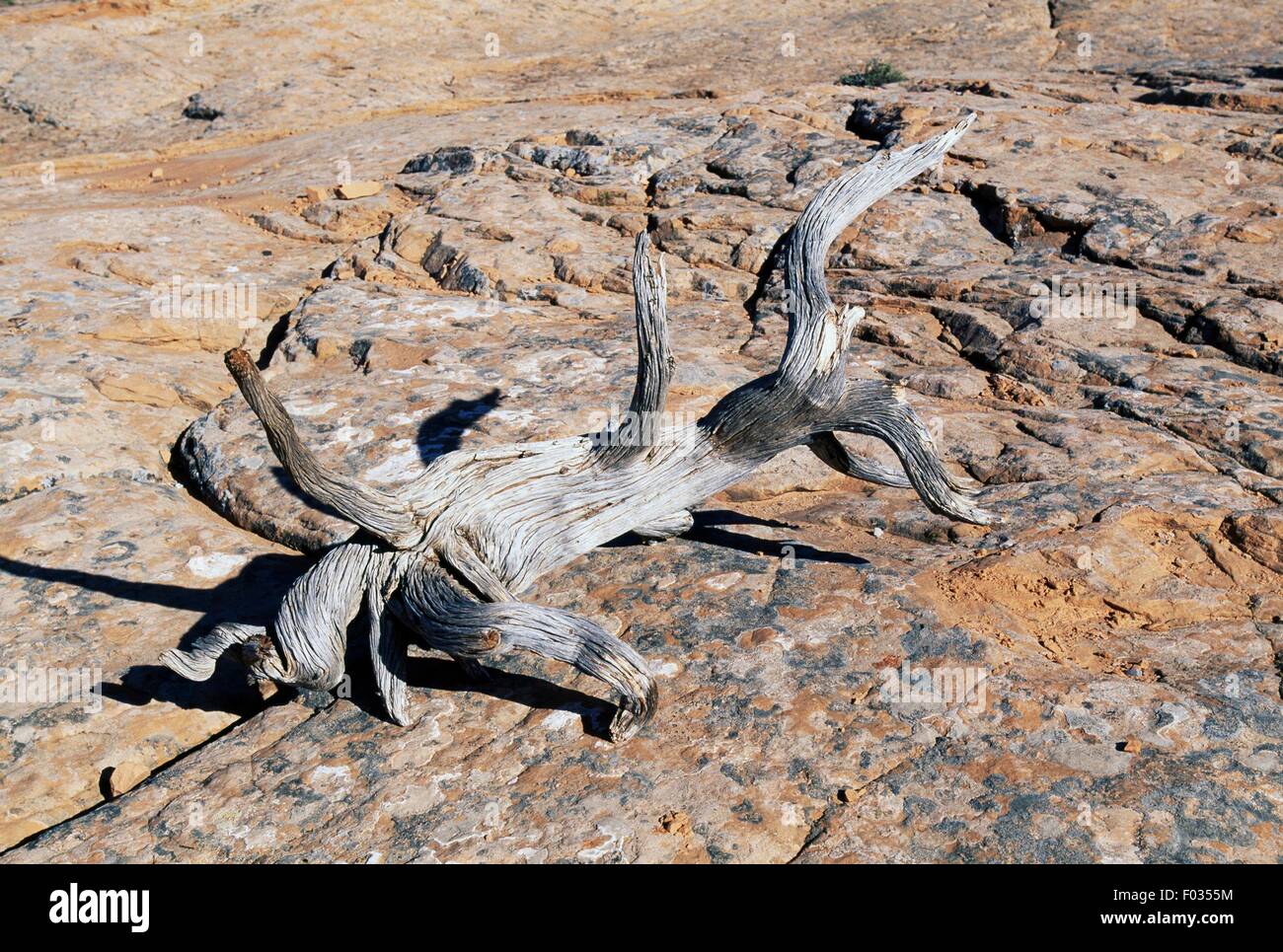 Sécher un tronc de Juniper et rock Mesa, Arizona, United States. Banque D'Images