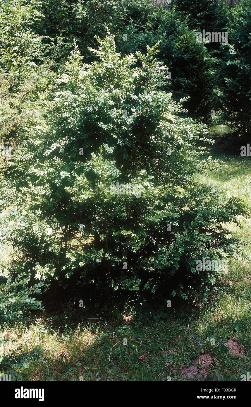 Fort d'Europe (Buxus sempervirens), Parc national Ordesa y Monte Perdido (Liste du patrimoine mondial de l'UNESCO, 1997), Aragon, Espagne. Banque D'Images