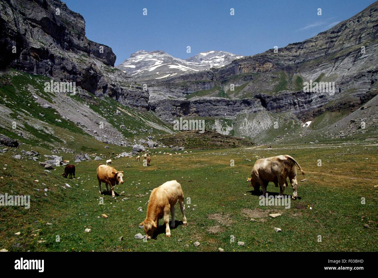 Le pâturage du bétail dans le Circo de Soaso, vallée d'Ordesa, le parc national Ordesa y Monte Perdido (Liste du patrimoine mondial de l'UNESCO, 1997), Aragon, Espagne. Banque D'Images
