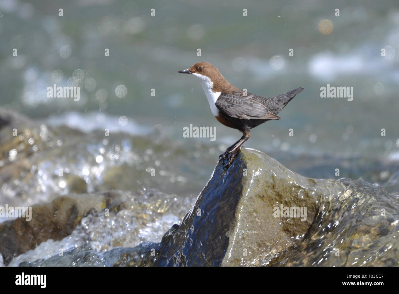 White-throated dipper Banque D'Images