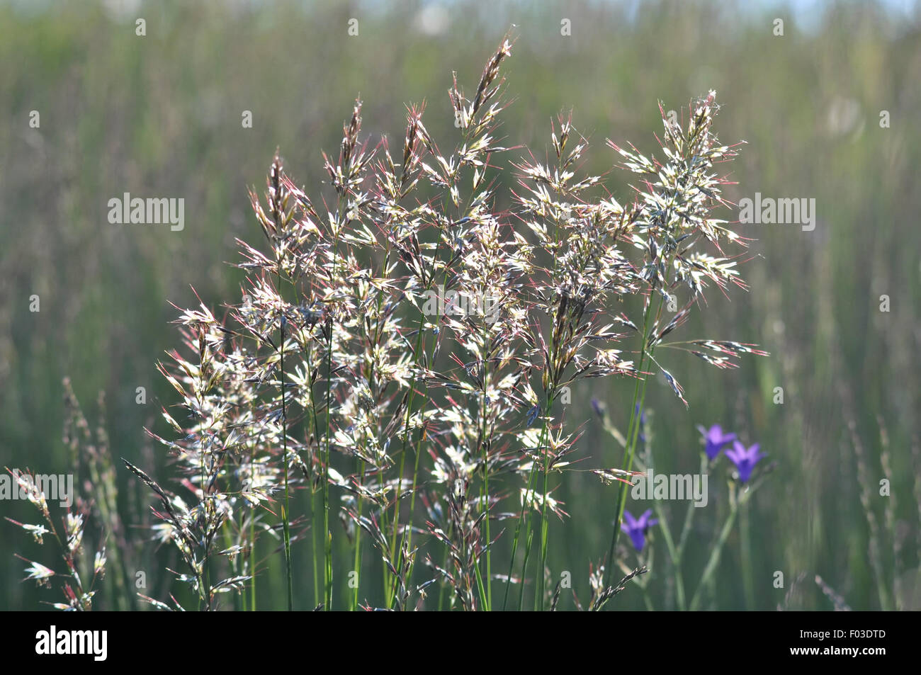 herbe d’or Banque D'Images