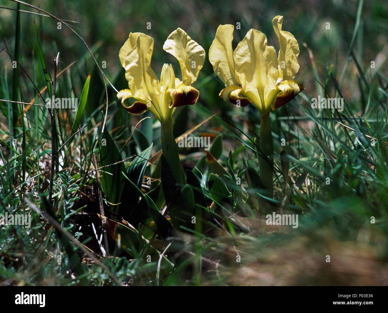 Les iris barbus nains (Iris chamaeiris), Monti Sicani Parc Naturel Régional, en Sicile, Italie. Banque D'Images