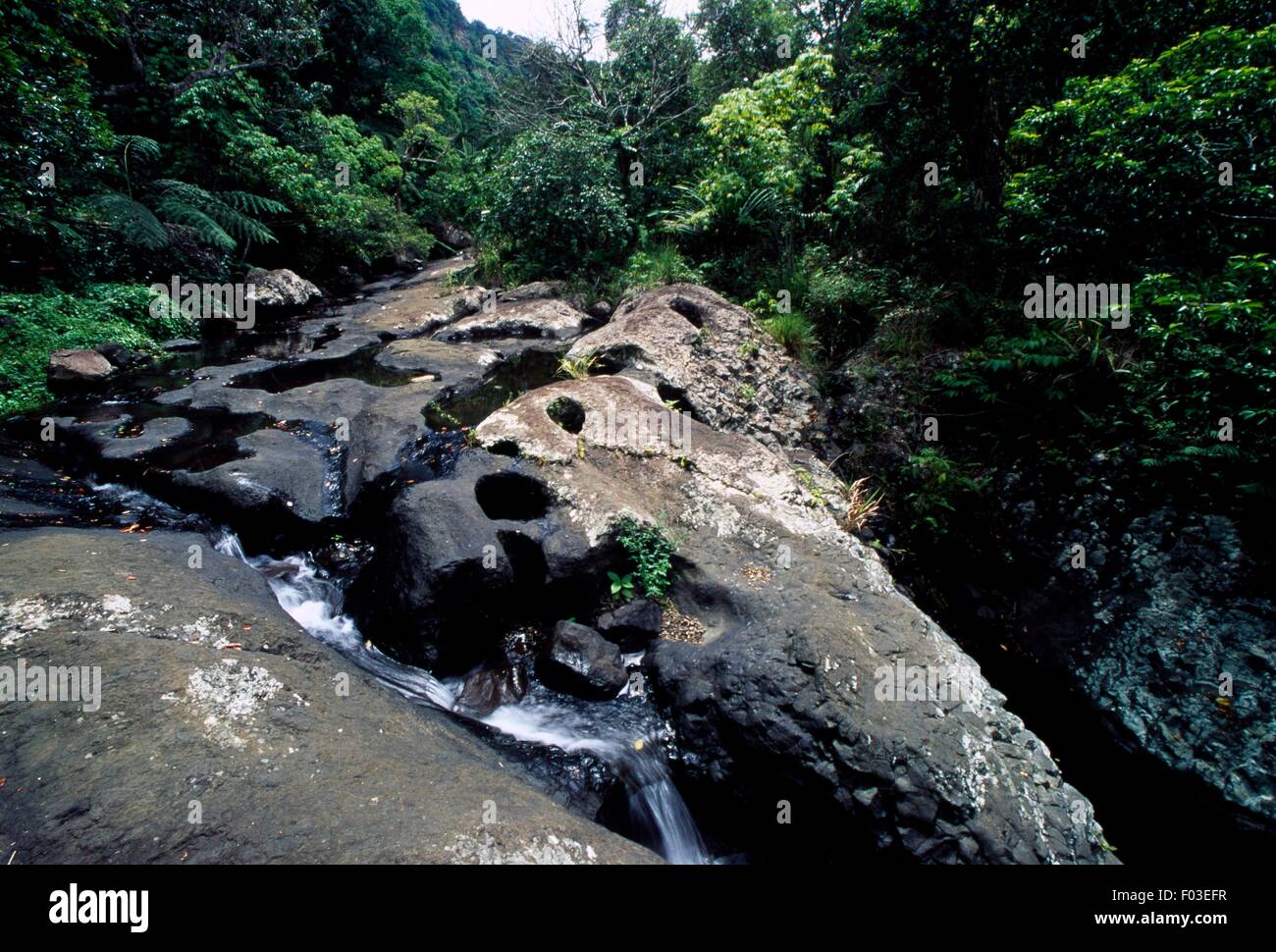 Un jet dans une forêt subtropicale, Koroyanitu National Heritage Park, Viti Levu Island, Îles Fidji. Banque D'Images