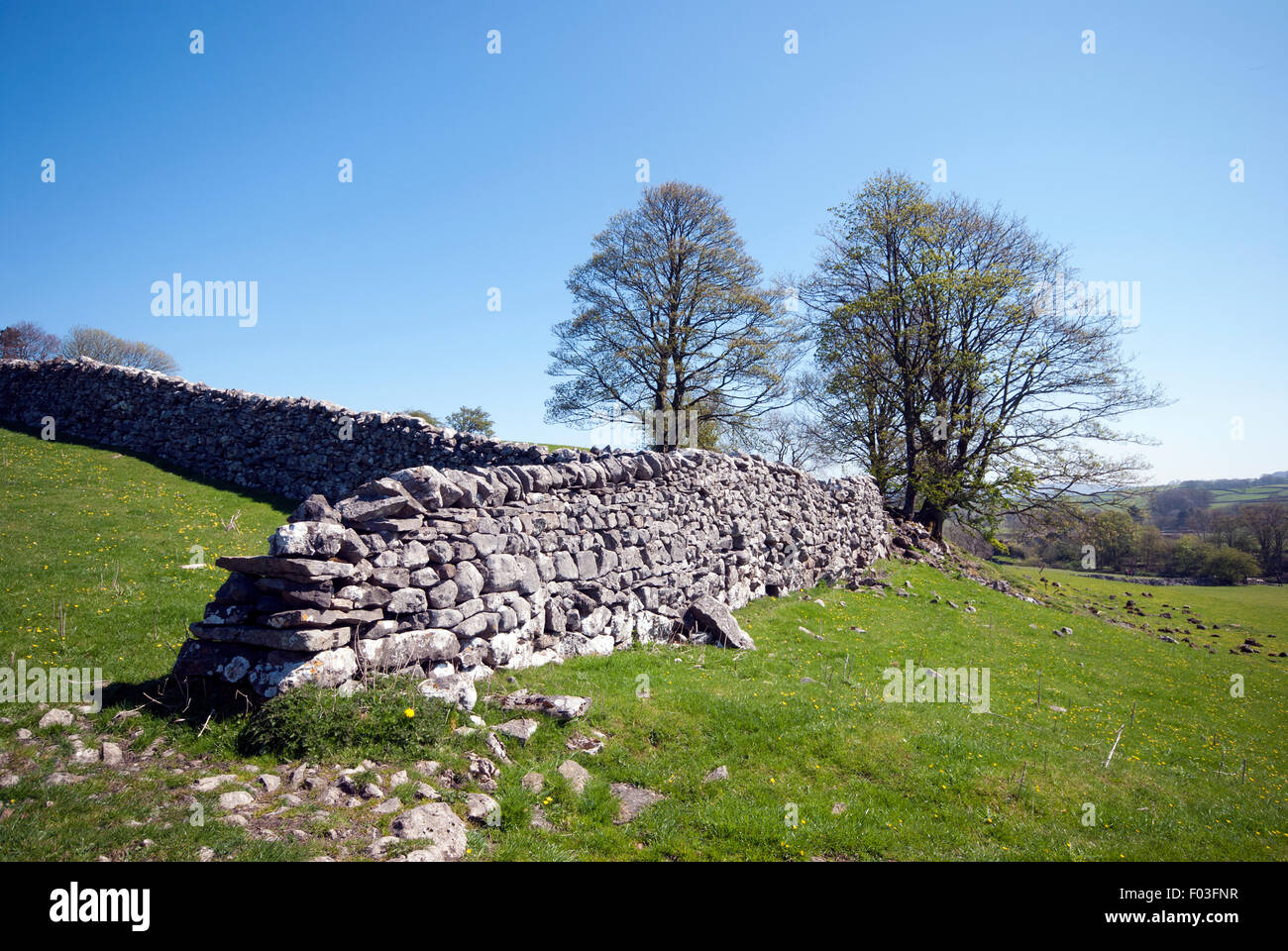 Mur en pierre sèche en ruine sur summers day dans Yorkshire Dales campagne Banque D'Images