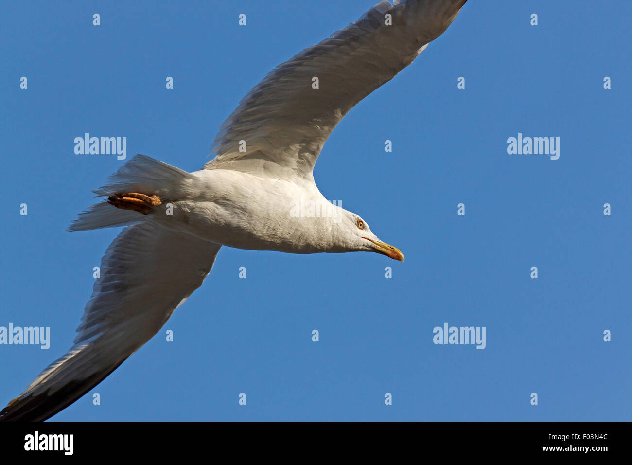 Close up of seagull dans un ciel bleu Banque D'Images