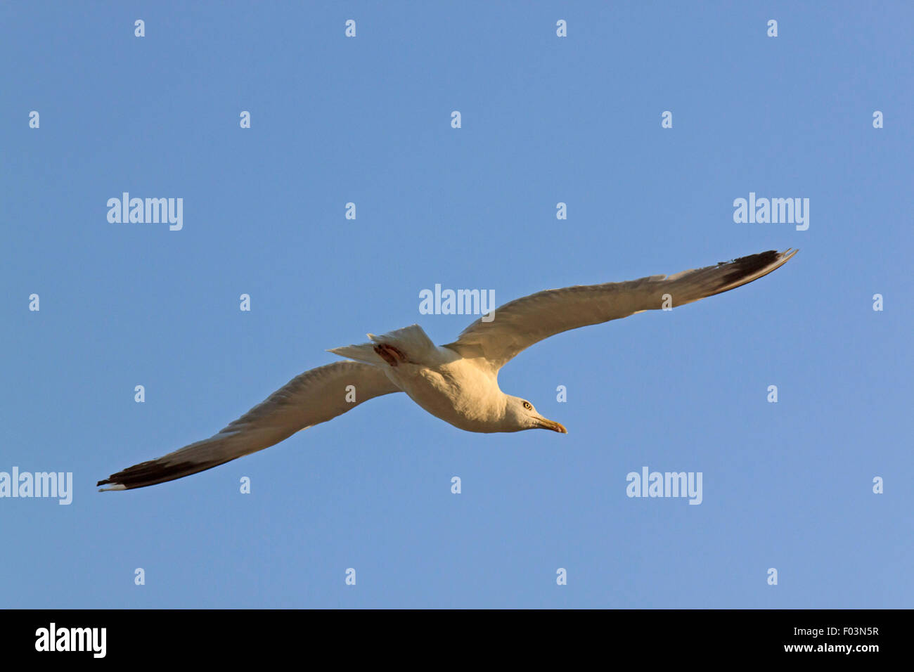Seagull flying in a blue sky Banque D'Images