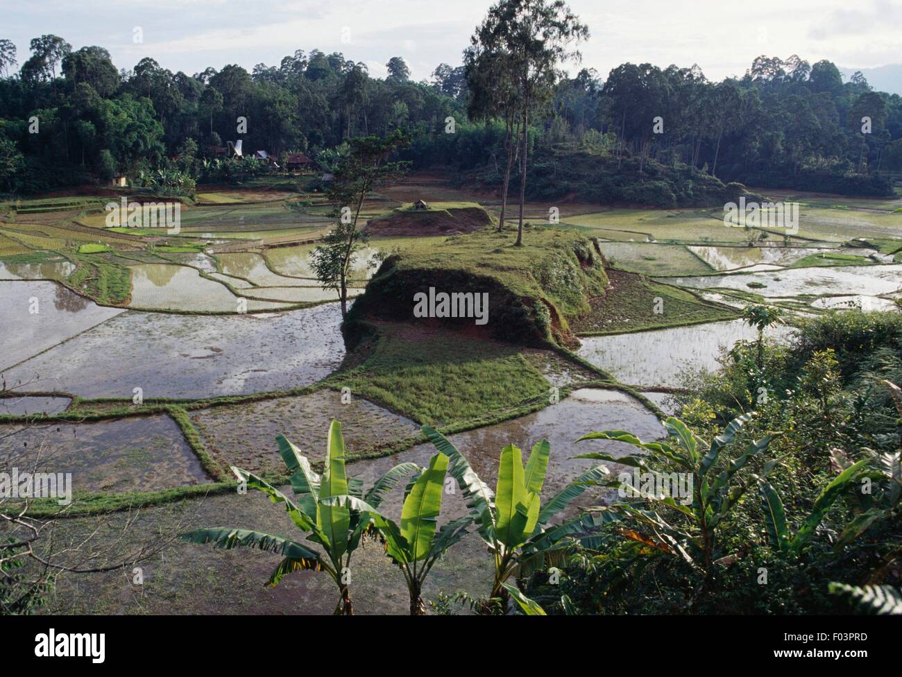 Les rizières, Tana Toraja Regency, Sulawesi, Indonésie. Banque D'Images