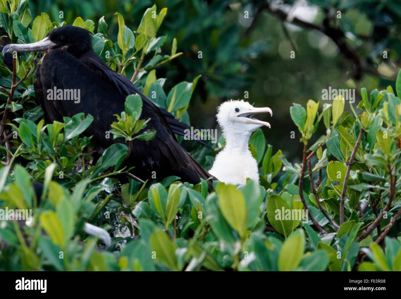 Les Frégates superbes (Fregata magnificens) et bébé, parc national de Morrocoy, Falcon, le Venezuela. Banque D'Images