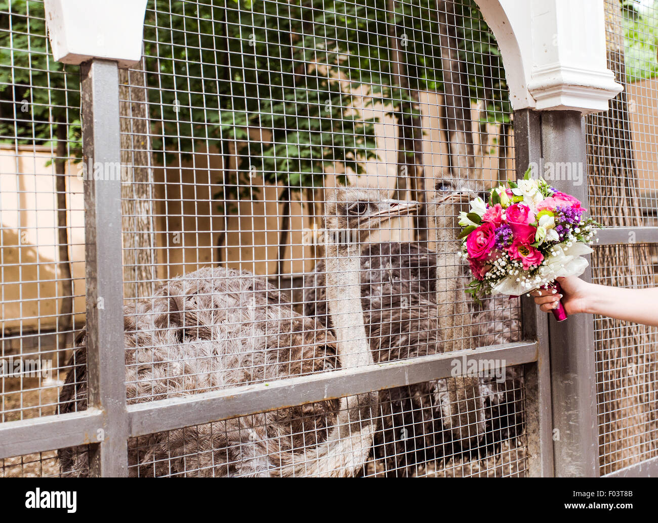 Autruche dans zoo Banque D'Images