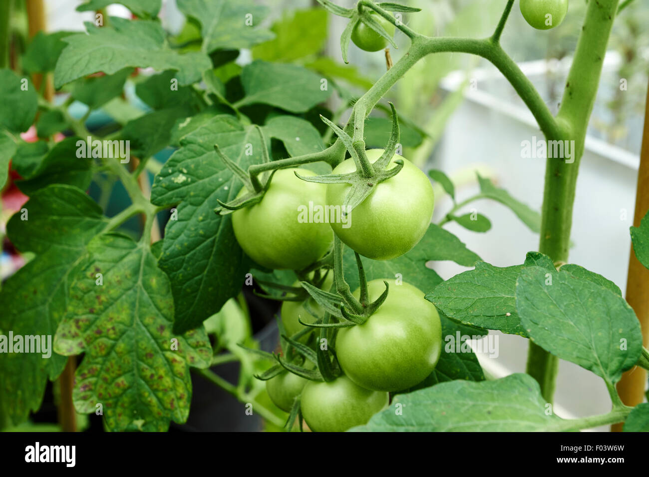 Les plantes de tomate verte et de mûrissement dans une serre. Banque D'Images