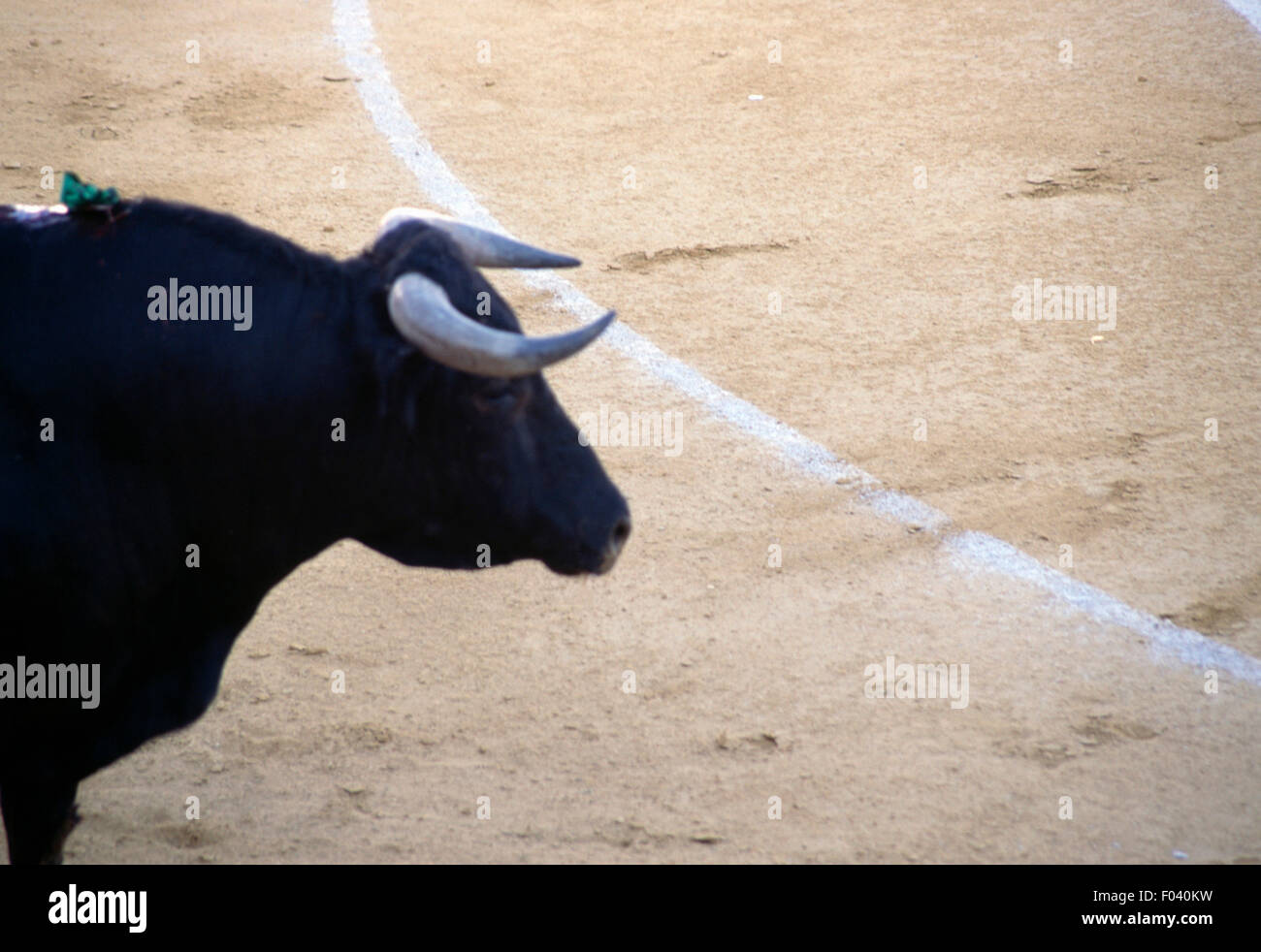 Bull dans l'arène de corrida, Aracena, Andalousie, espagne. Banque D'Images