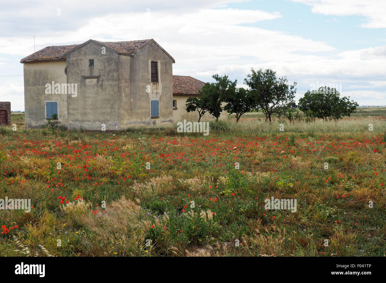 Une ferme dans un champ de coquelicots rouges. Banque D'Images