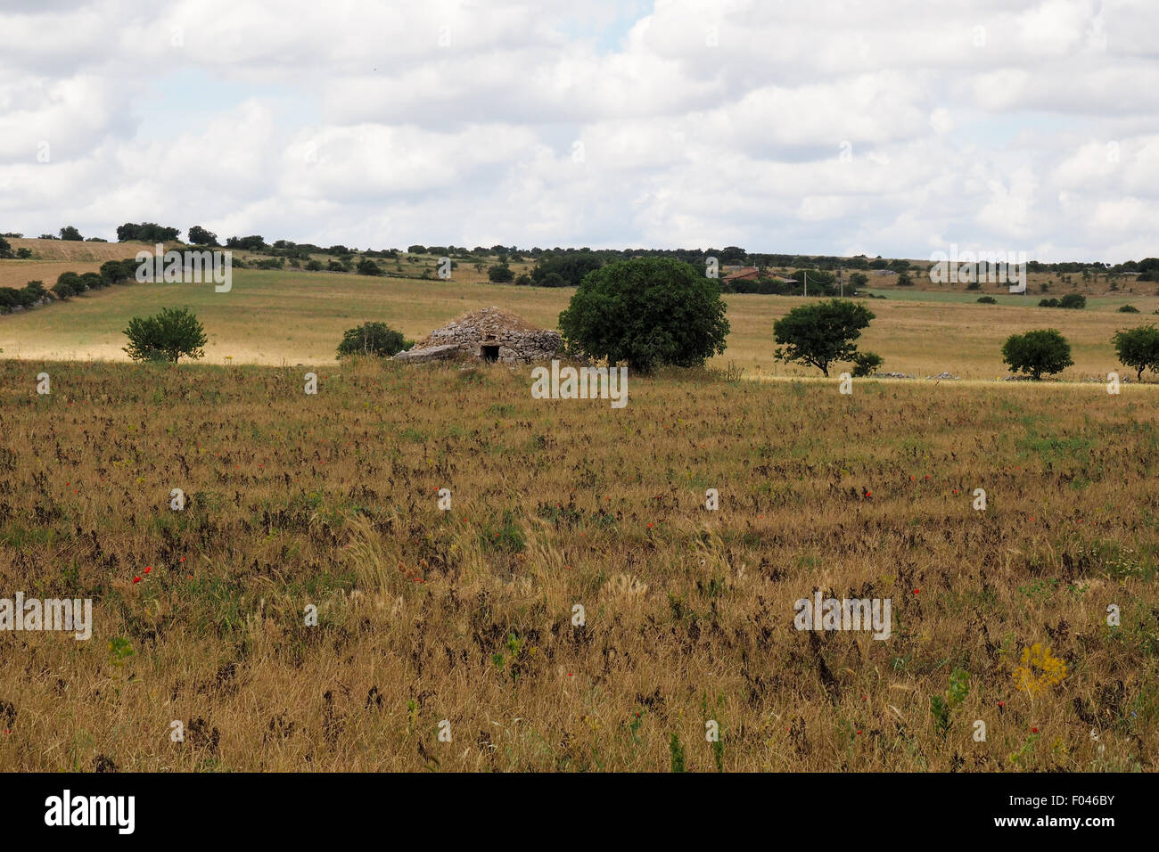 Un trullo, une cabane en pierre sèche dans un champ de chaume de blé. Banque D'Images