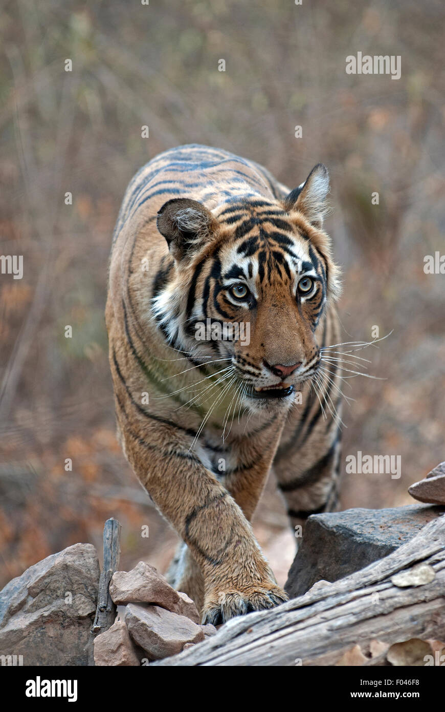 Dans Ranthambore Tiger Banque D'Images