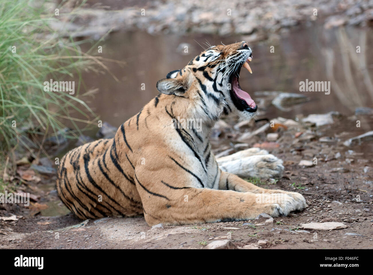 Célèbre tigresse machli avec un chien dans le parc national de Ranthambore en Inde Banque D'Images
